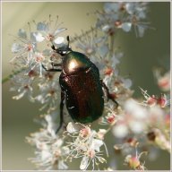 Cétoine dorée